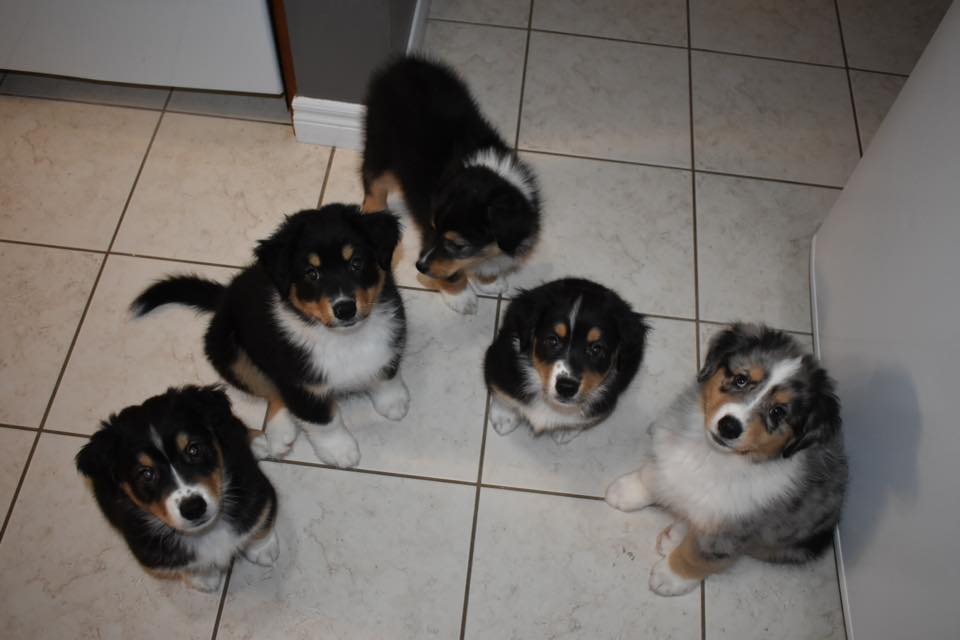 puppies