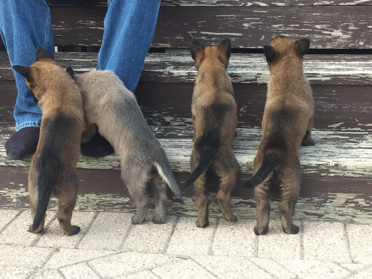 litter